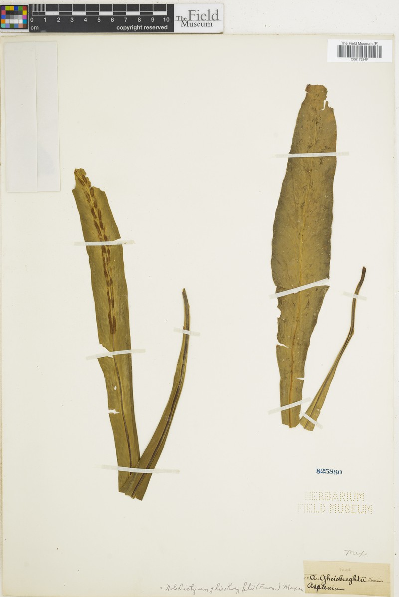 Asplenium ghiesbreghtii photo 3