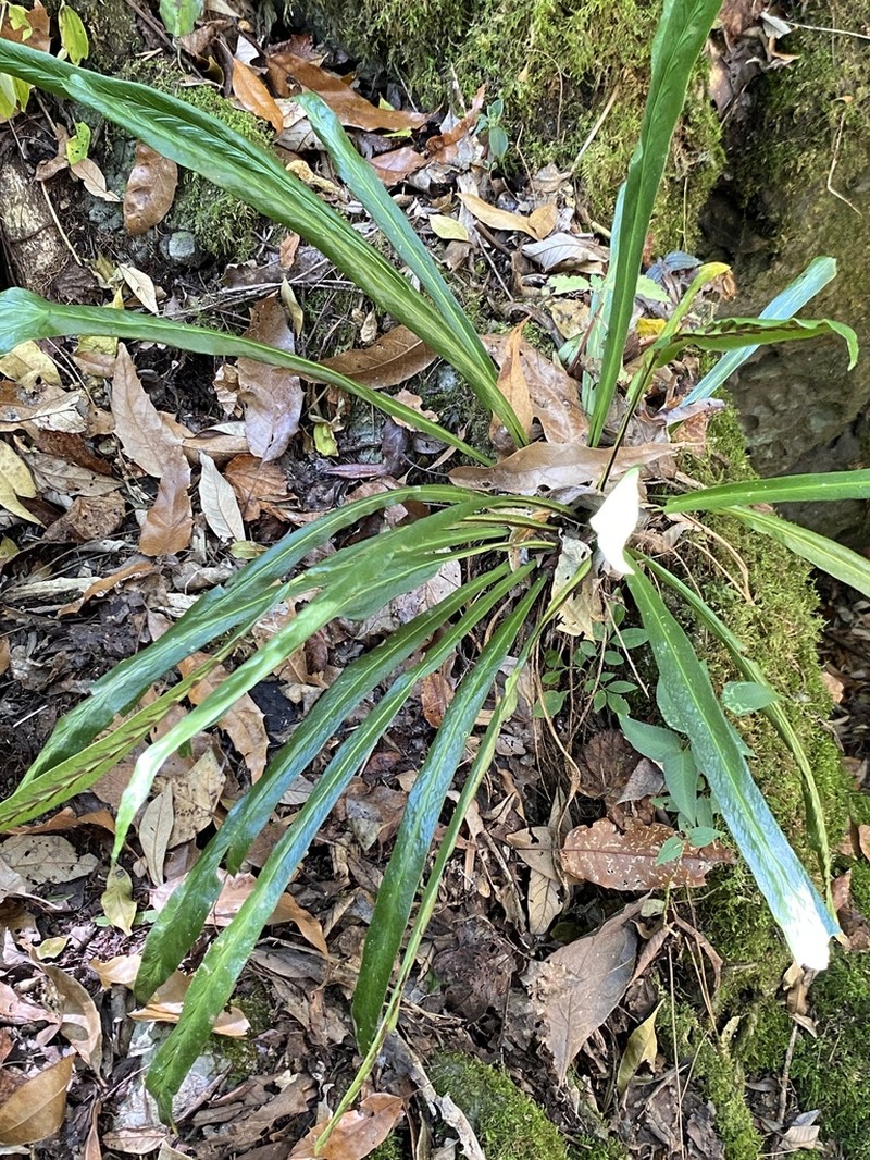 Asplenium ghiesbreghtii