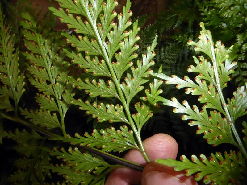 Asplenium gibberosum