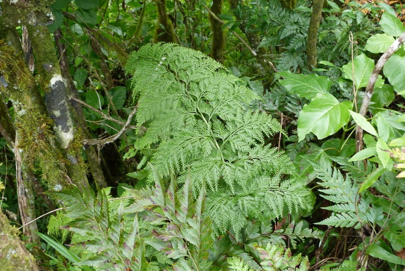 Asplenium gibberosum photo 2
