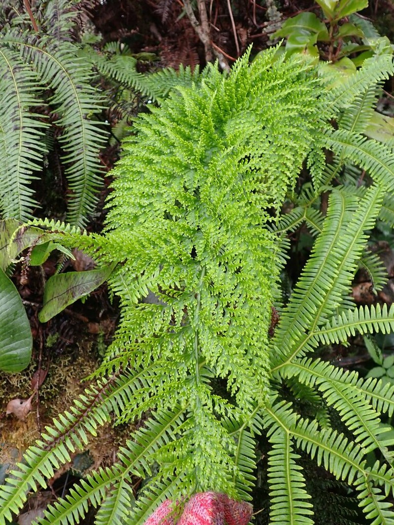Asplenium gibberosum photo 3