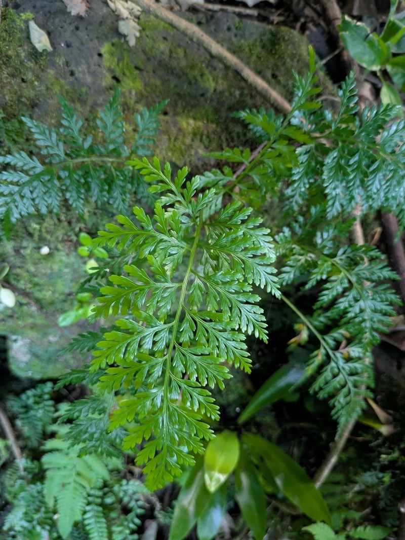 Asplenium gibberosum photo 4