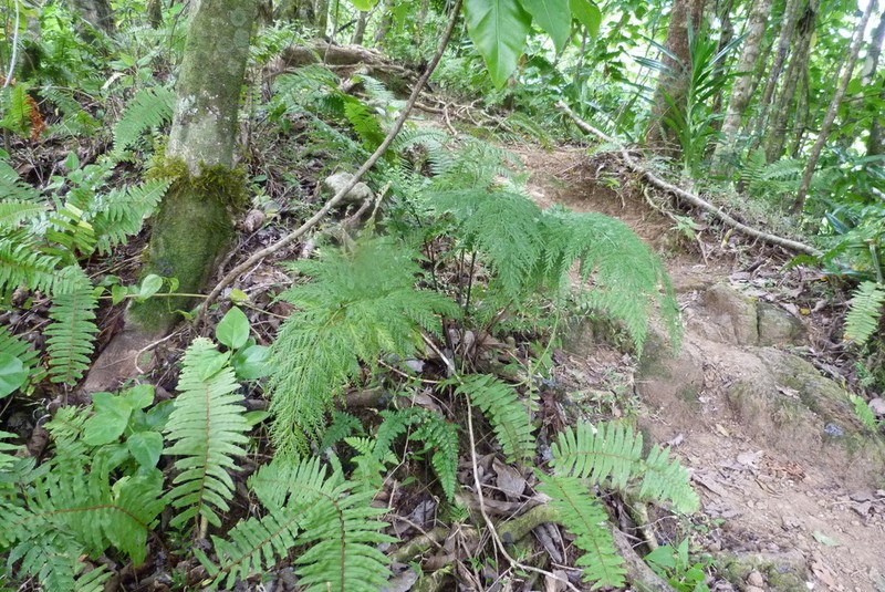 Asplenium gibberosum photo 5