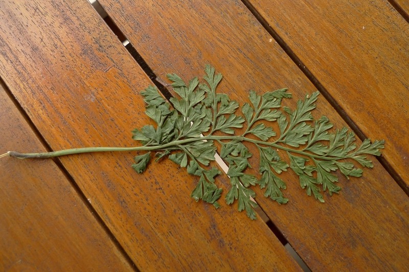 Asplenium gibberosum photo 6