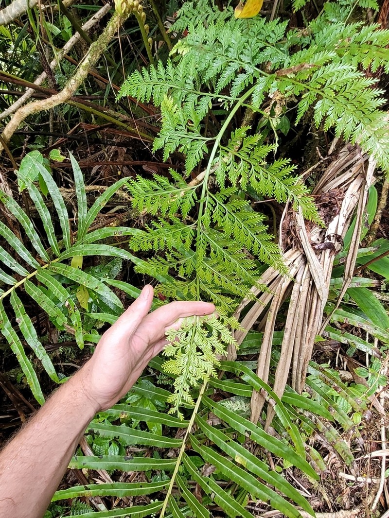 Asplenium gibberosum photo 7