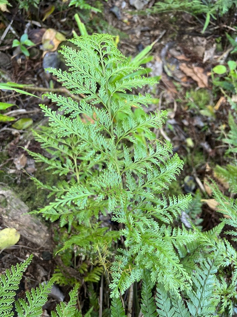 Asplenium gibberosum photo 8