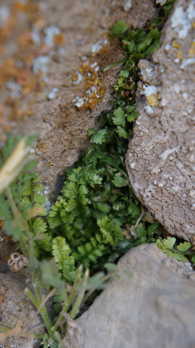 Asplenium gilliesii