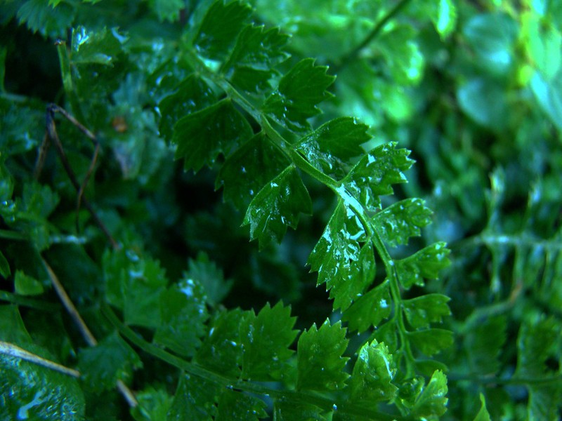 Asplenium gilliesii photo 2