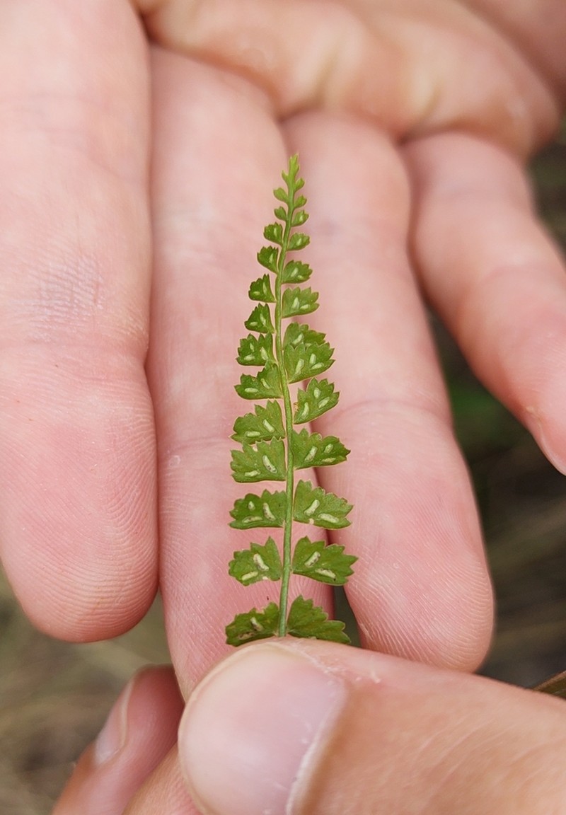 Asplenium gilliesii photo 3