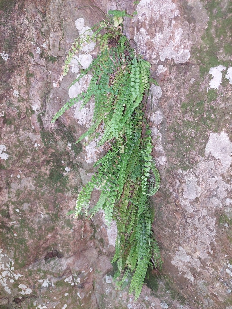 Asplenium gilliesii photo 4