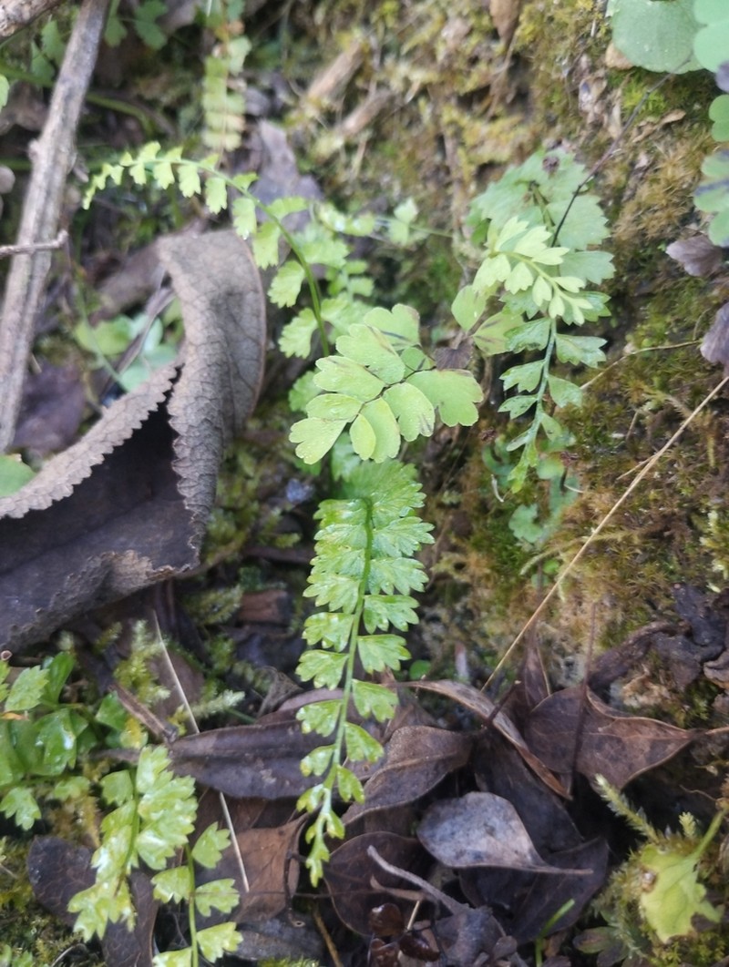 Asplenium gilliesii photo 5