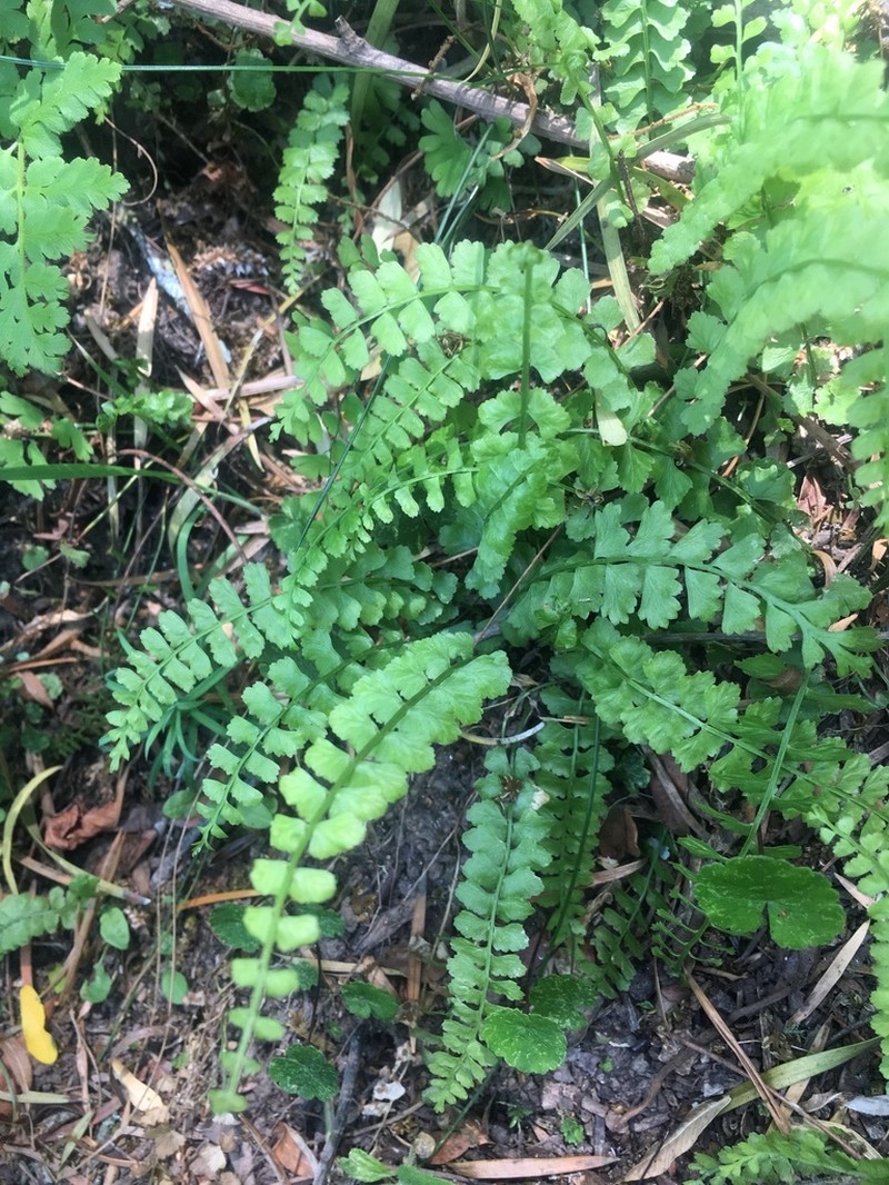 Asplenium gilliesii photo 6