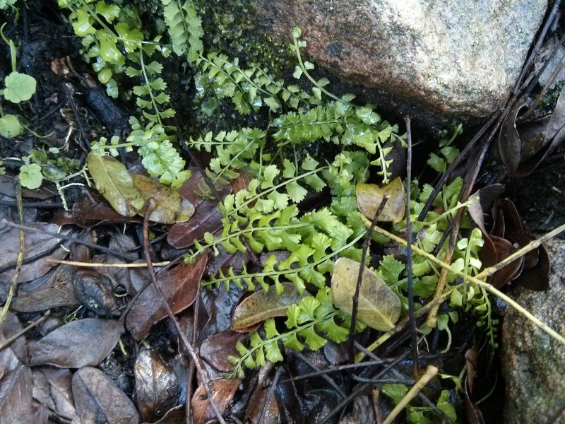 Asplenium gilliesii photo 7