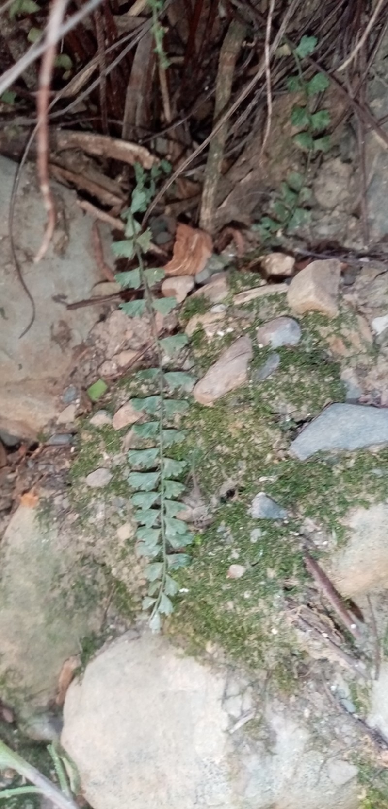Asplenium gilliesii photo 8