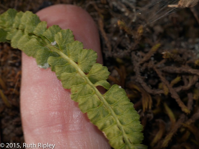 Asplenium gilliesii