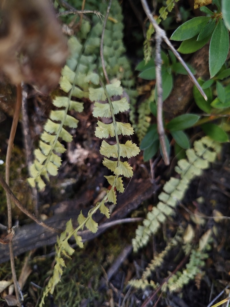 Asplenium gilliesii photo 2
