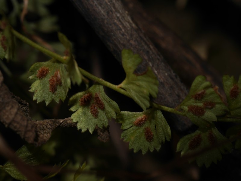 Asplenium gilliesii photo 3
