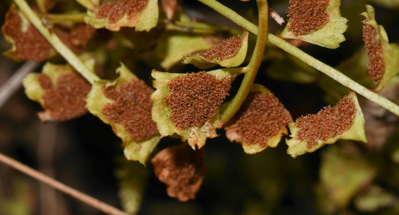 Asplenium gilliesii photo 4