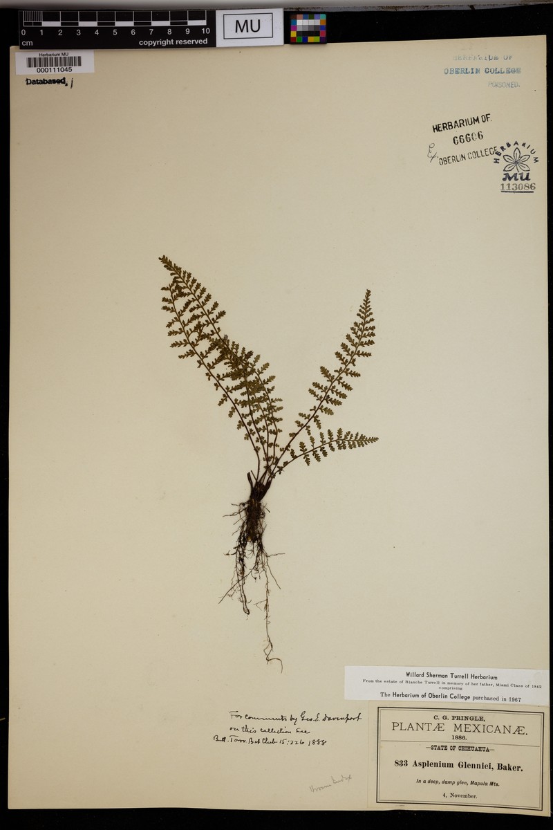 Asplenium glenniei photo 3