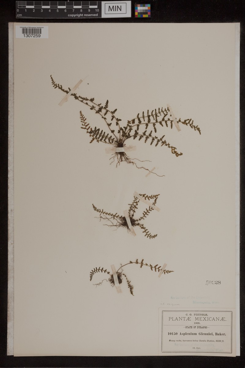 Asplenium glenniei