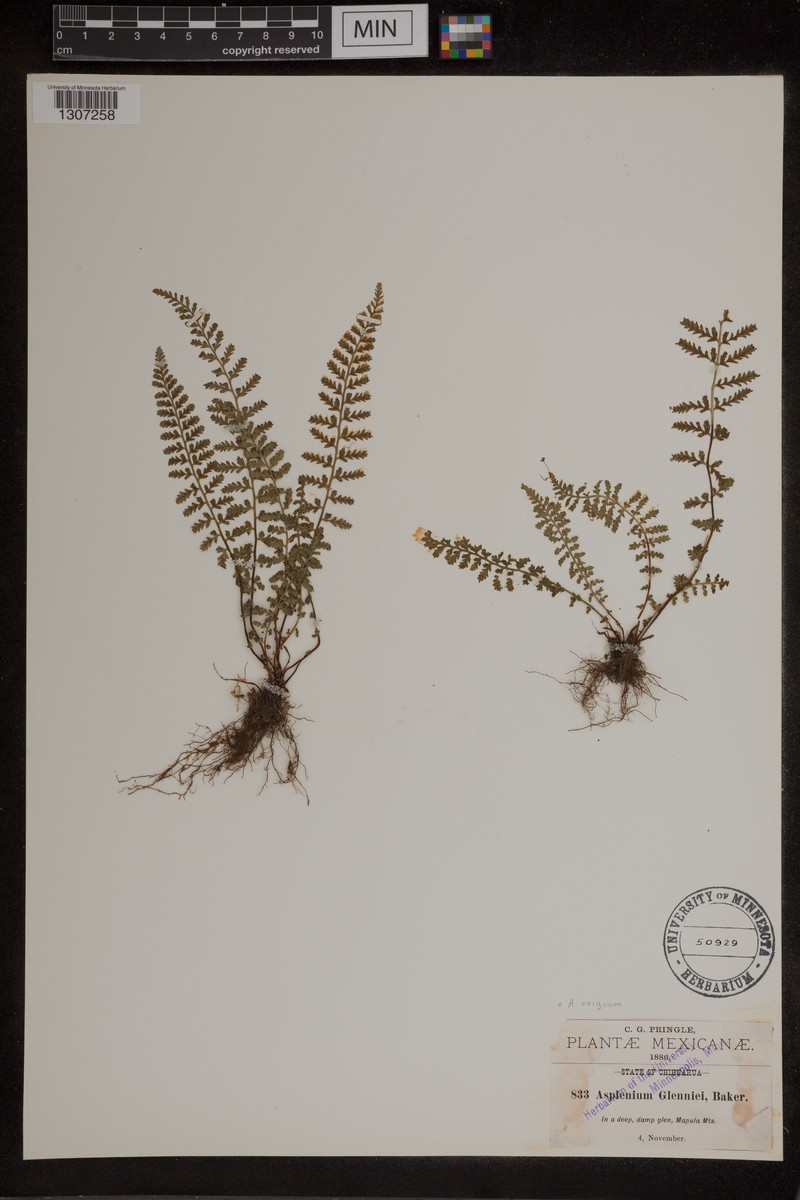 Asplenium glenniei photo 2