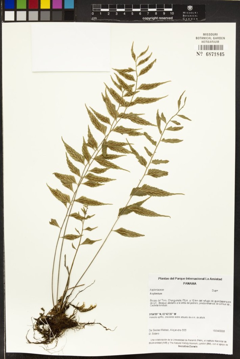 Asplenium gomezianum