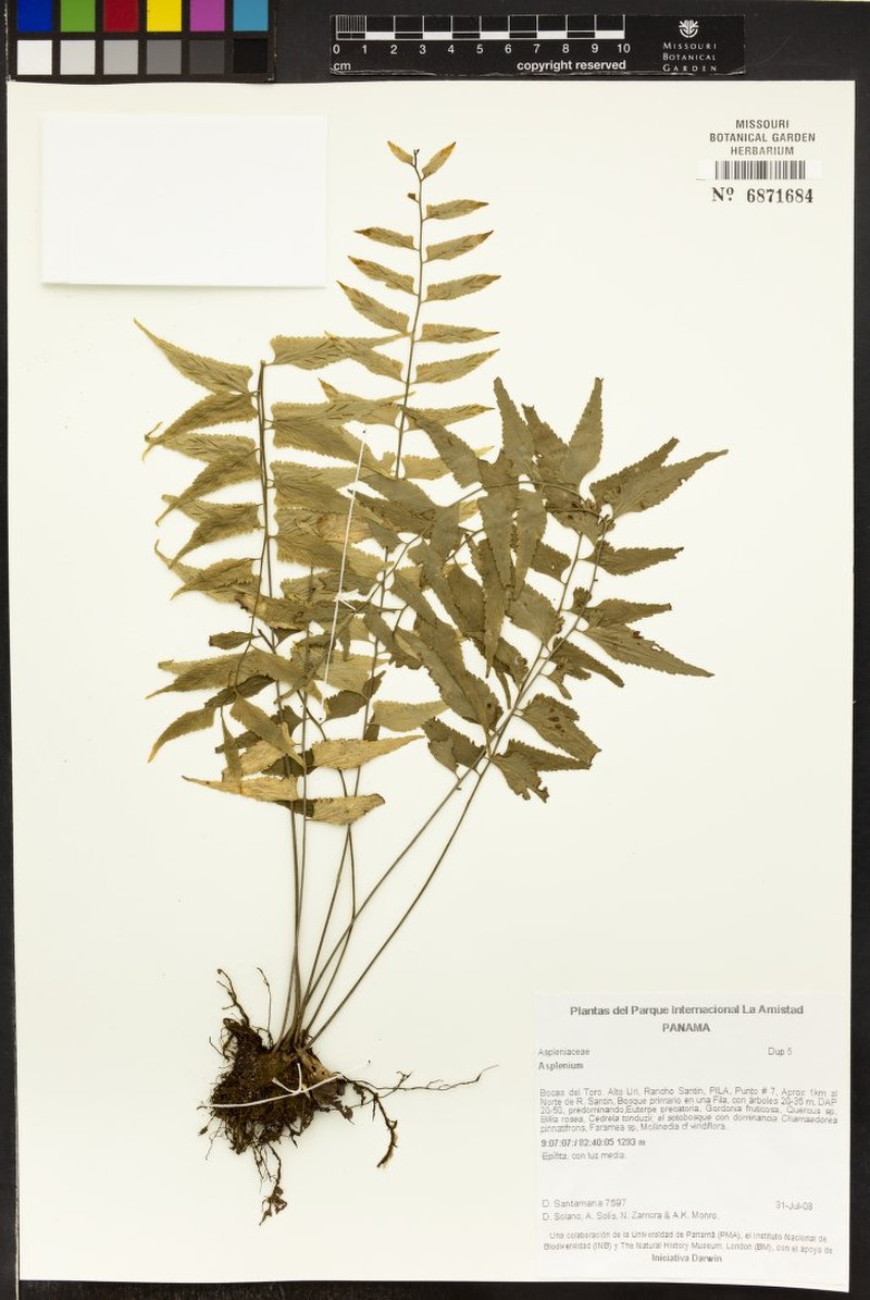 Asplenium gomezianum photo 2