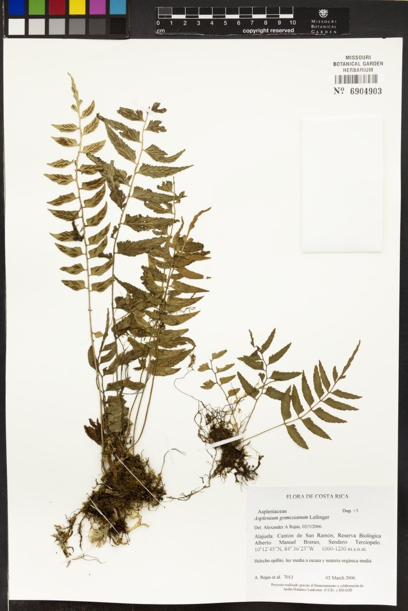 Asplenium gomezianum photo 3