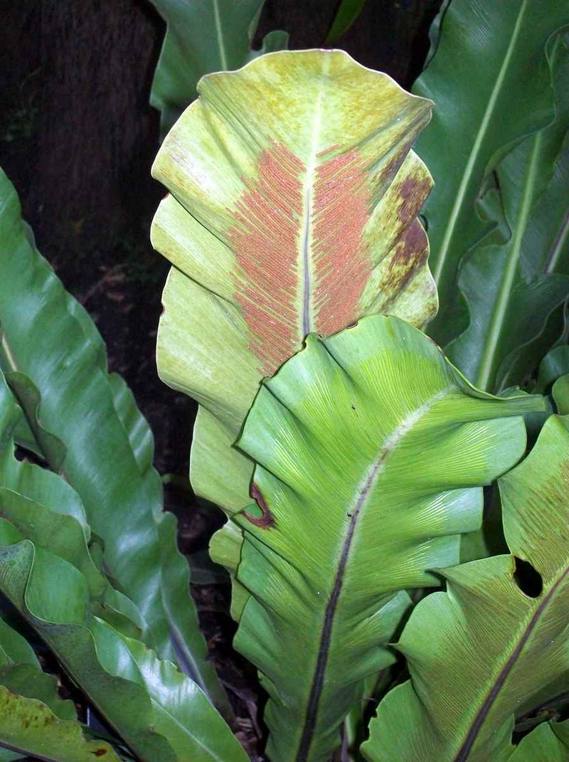 Asplenium goudeyi