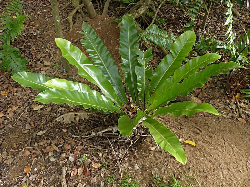 Asplenium goudeyi photo 2