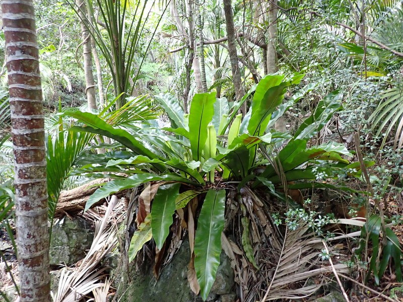 Asplenium goudeyi photo 3