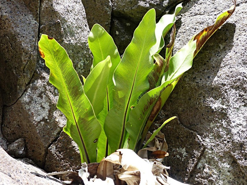Asplenium goudeyi photo 4