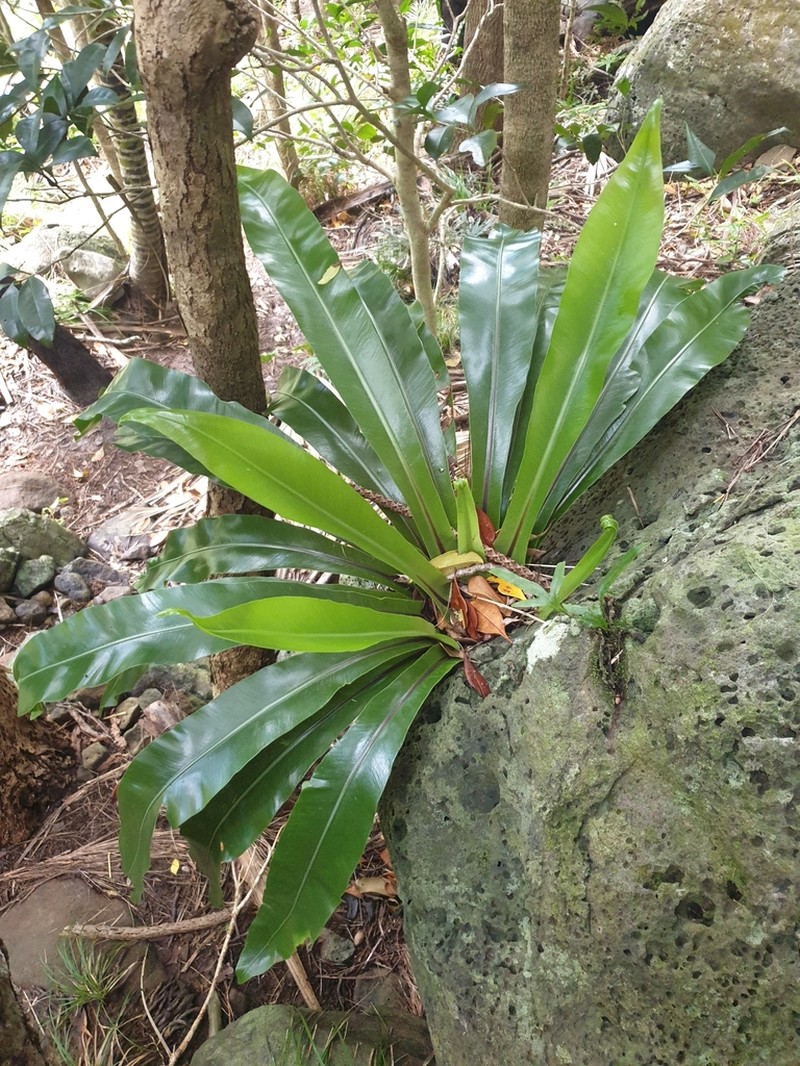 Asplenium goudeyi photo 5
