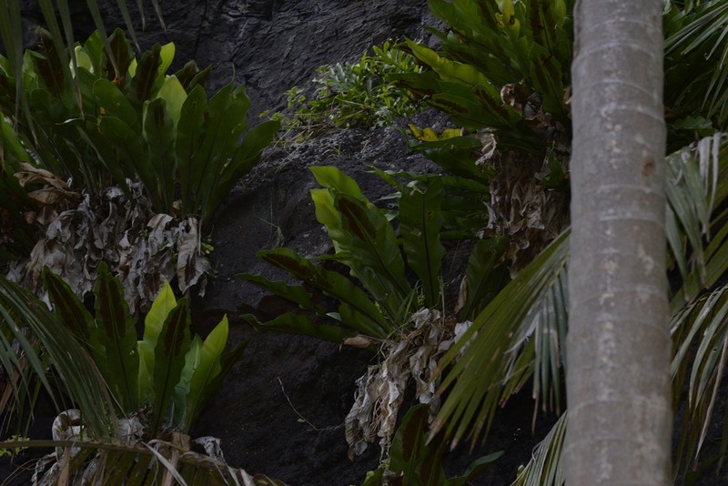 Asplenium goudeyi photo 6
