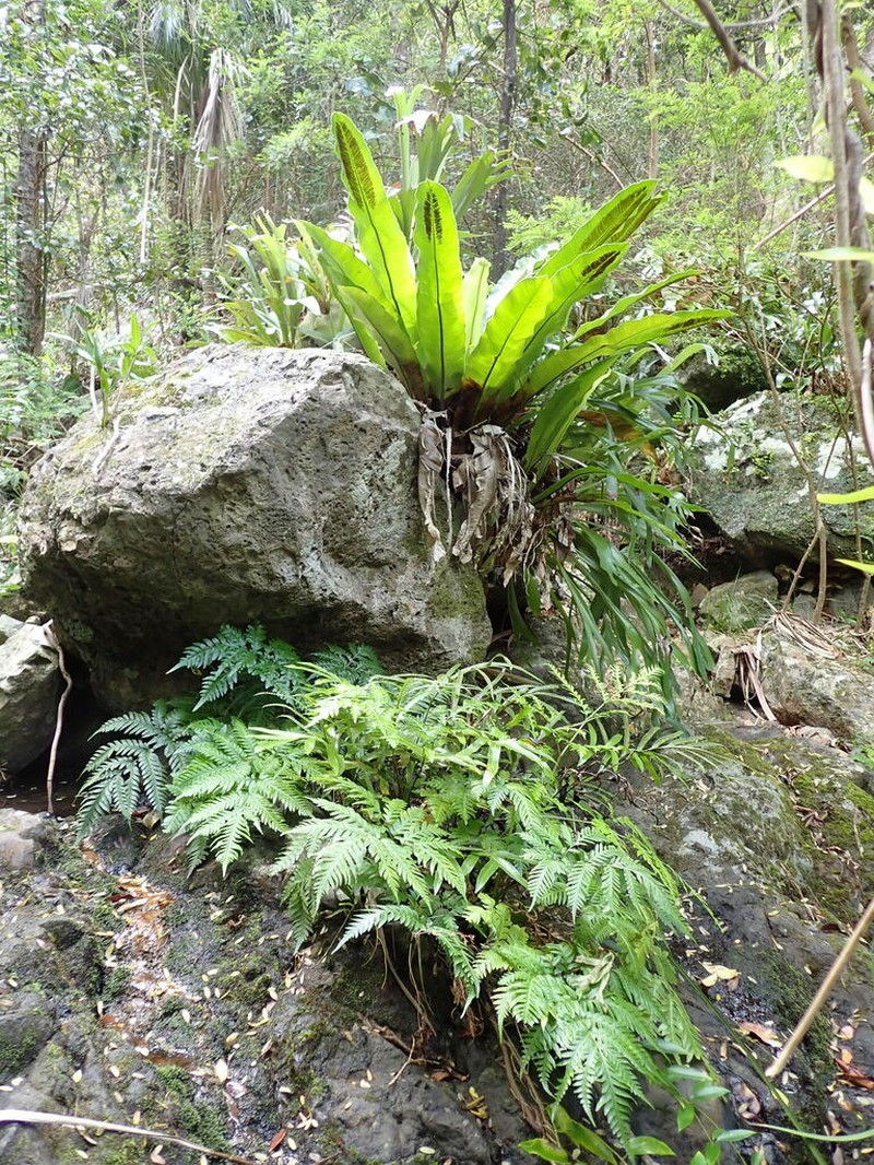 Asplenium goudeyi photo 7