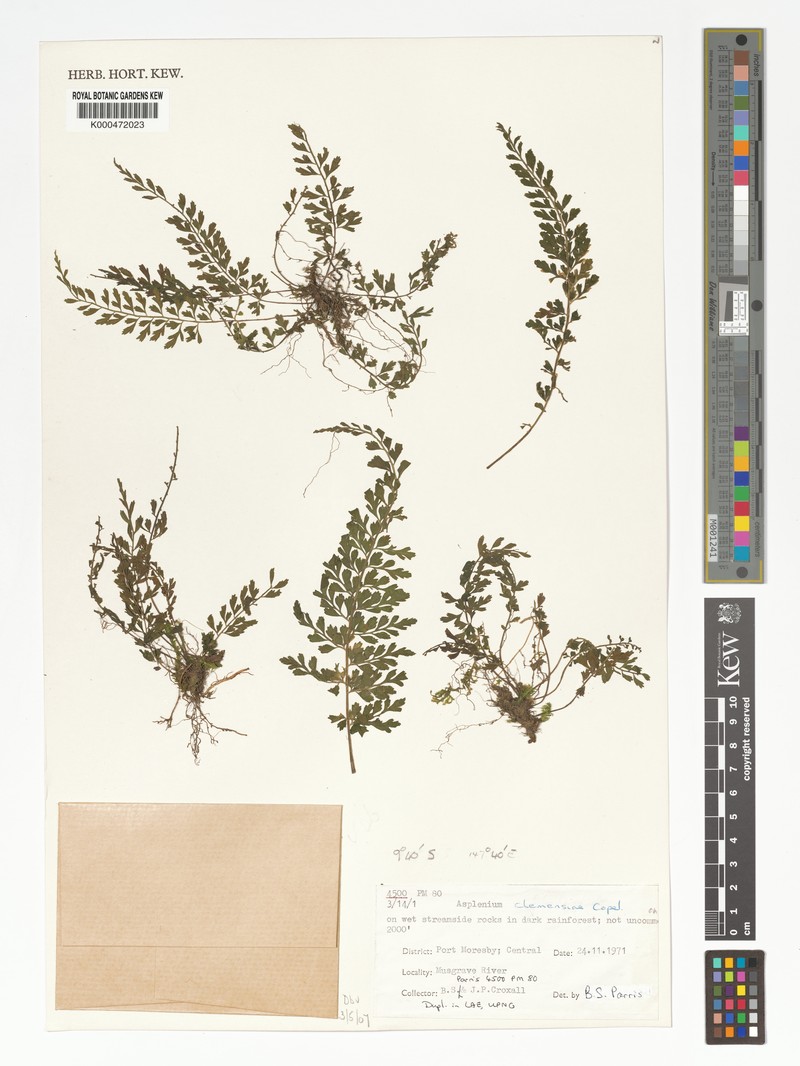Asplenium gracilifolium
