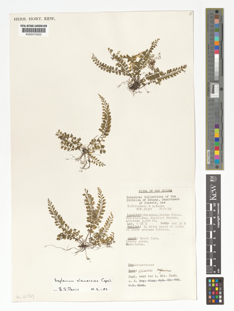 Asplenium gracilifolium photo 2