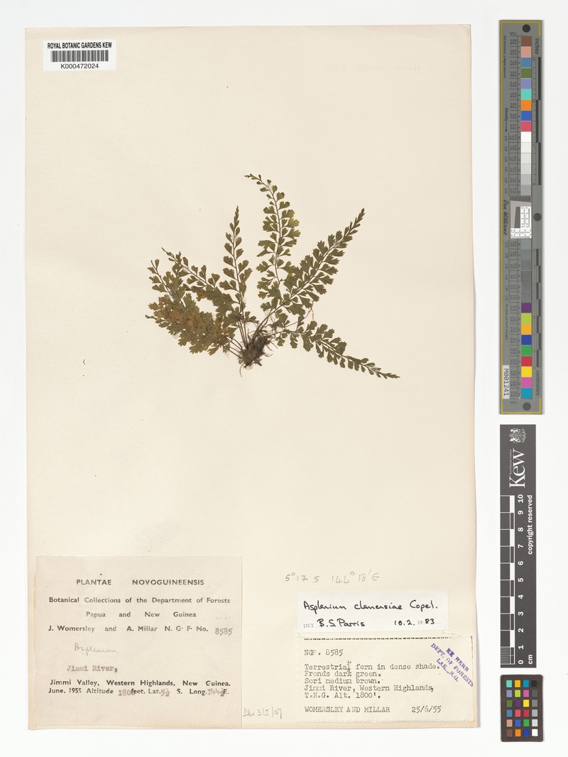 Asplenium gracilifolium photo 3