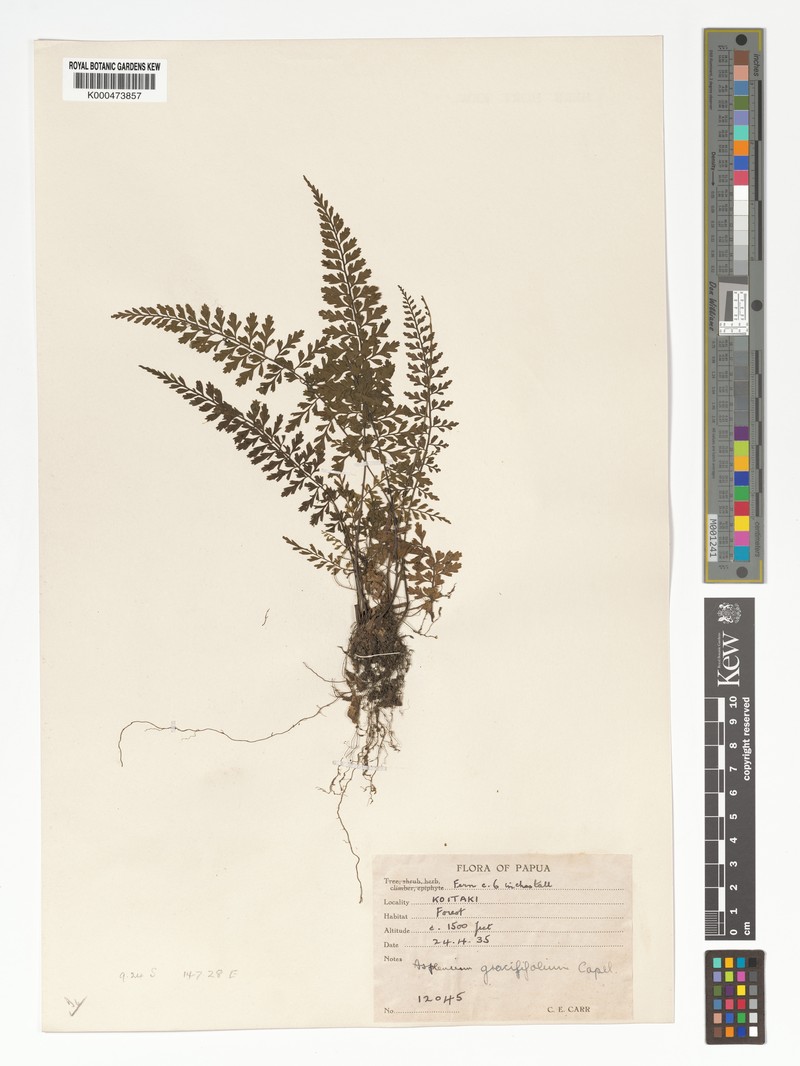 Asplenium gracilifolium photo 4