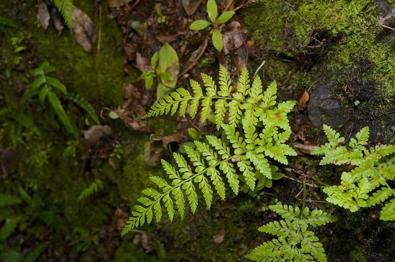 Asplenium gracillimum photo 3
