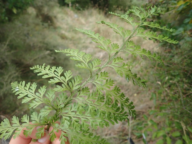 Asplenium gracillimum photo 4