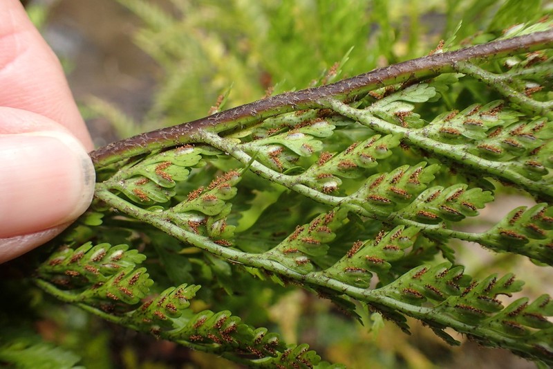 Asplenium gracillimum photo 5