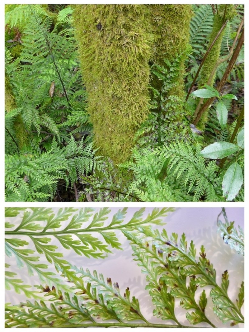 Asplenium gracillimum photo 6