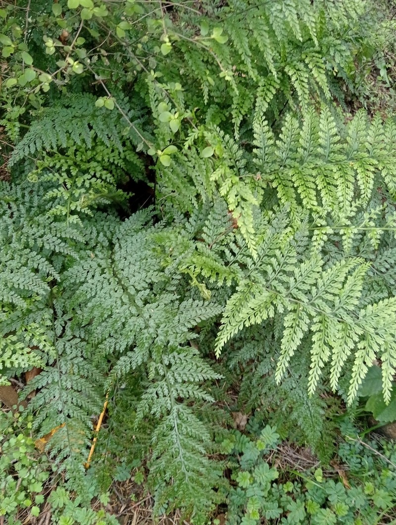 Asplenium gracillimum photo 7