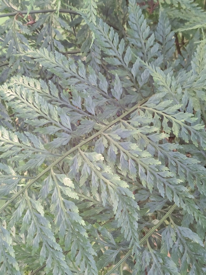 Asplenium gracillimum photo 8
