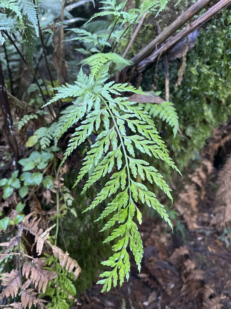 Asplenium gracillimum