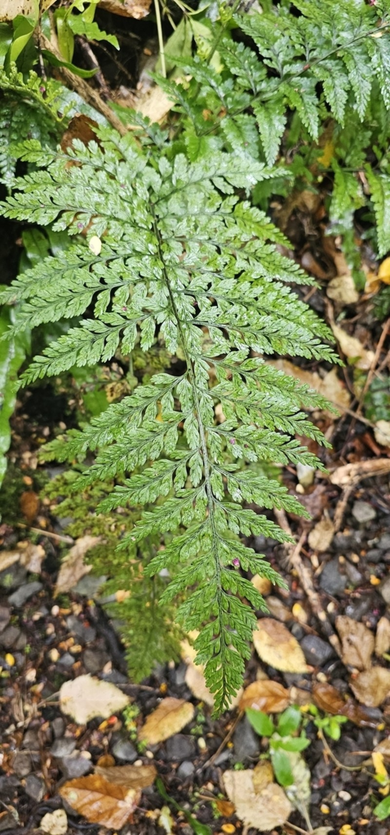 Asplenium gracillimum photo 2