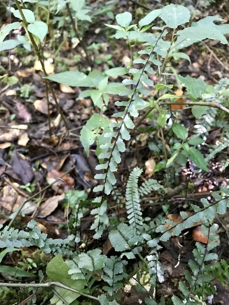 Asplenium grandidentatum photo 2