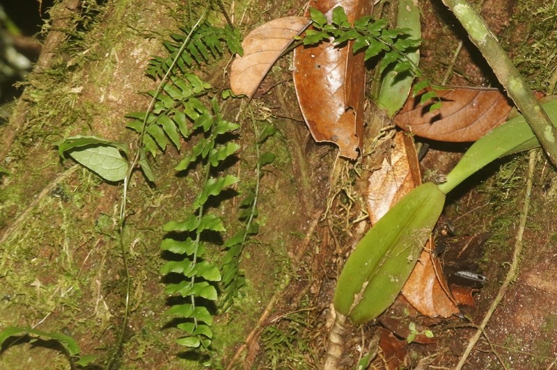 Asplenium grandidentatum photo 3