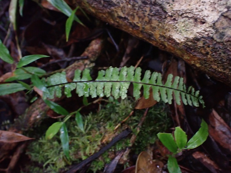 Asplenium grandidentatum photo 4